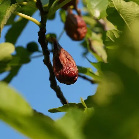 Ai Dossi Farm stay Verona