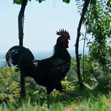 Ai Dossi Farm stay *