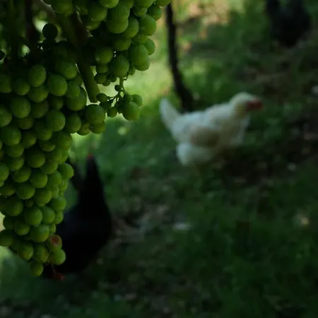 Farm stay Ai Dossi Verona