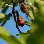 Ai Dossi Bauernhof Verona