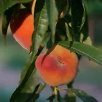 Ai Dossi Bauernhof
