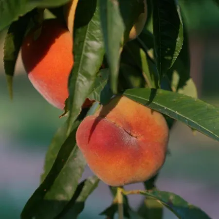 Ai Dossi Gospodarstwo agroturystyczne