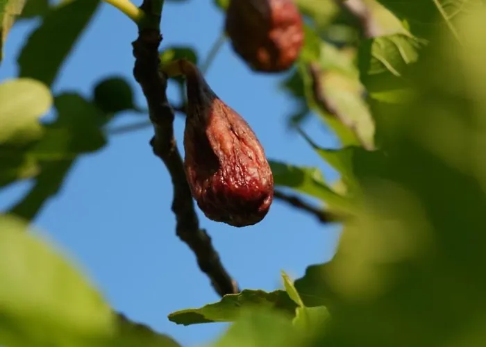 Ai Dossi בית חווה ורונה