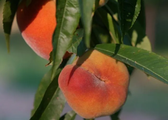 Ai Dossi Agroturismo