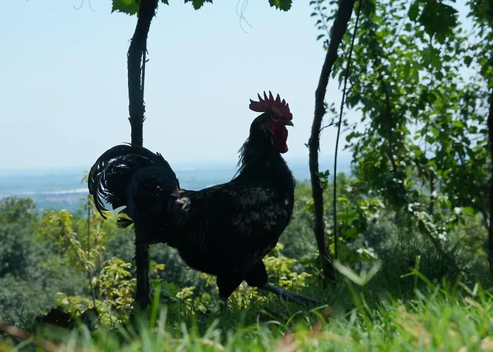 Ai Dossi Agroturismo *