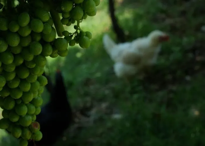 Séjour à la ferme Ai Dossi Vérone