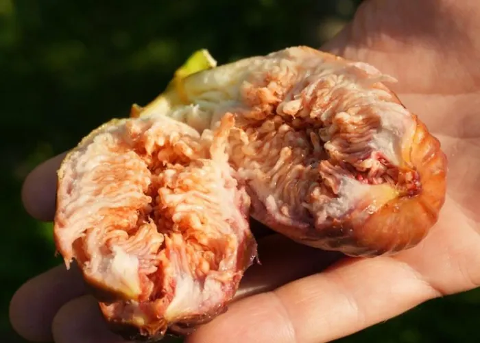 Gospodarstwo agroturystyczne Ai Dossi